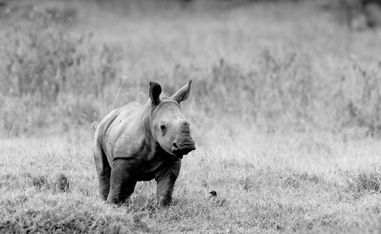Tragedia w ogrodzie zoologicznym. Konieczne było uśpienie małego nosorożca