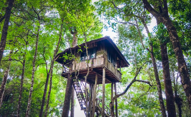 Nakaz sądowy rozbiórki domku na drzewie. Powód zaskakuje 