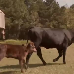 Pięcionogi cielak uratowany! "Uświadomiłem sobie, że jeśli nikt go nie kupi, cielę umrze"