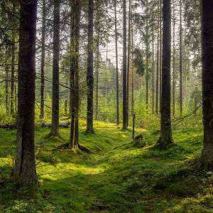 W lasach w całej Polsce można znaleźć takie worki. To pułapka!