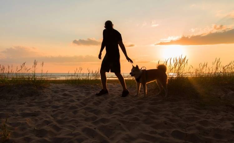 10-latek zaatakowany przez psa. Zwierzę odgryzło mu kawałek ucha 