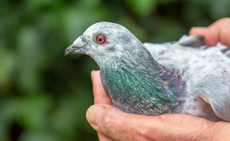 Znaleziono meldunek wojskowy sprzed ponad 100 lat. Został wysłany za pomocą gołębia pocztowego