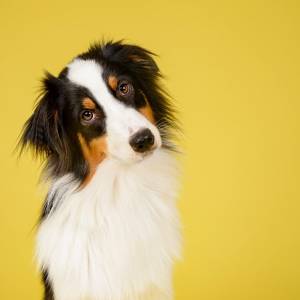 Beztrosko bawiący się pies, pierwszy raz w życiu usłyszał płacz małego dziecka. Jak zareagował? 