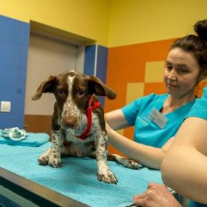 Oprawca psa Fijo trafi do więzienia. Sąd wydał wyrok