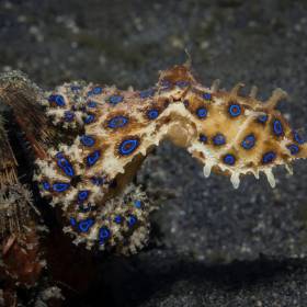 Turysta nagrał małą ośmiornicę. Komentujący uświadomili mu, że był krok od śmierci