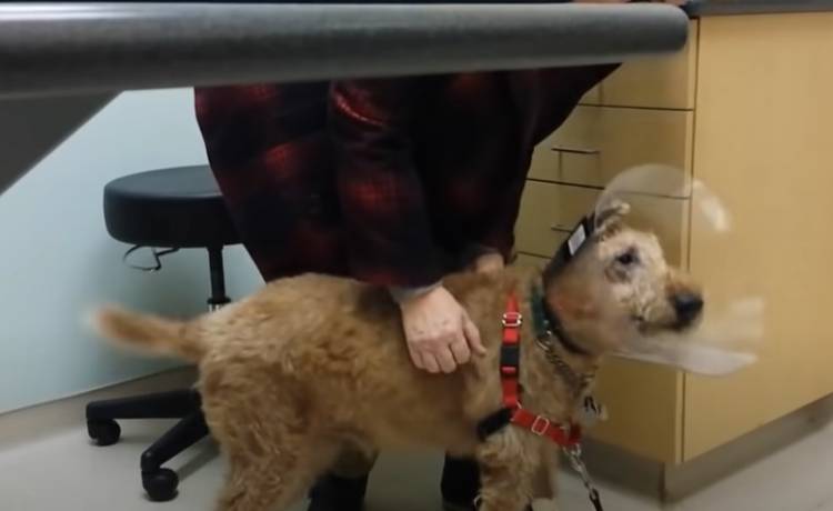 Piesek odzyskał wzrok po operacji. Jego reakcja na widok najbliższych wyciska łzy! [WIDEO]