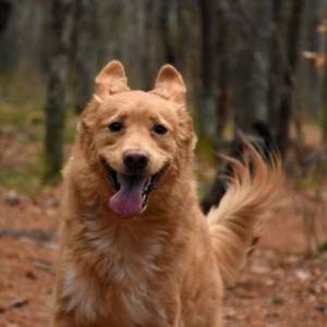 Jak rozpoznać boreliozę u psa?