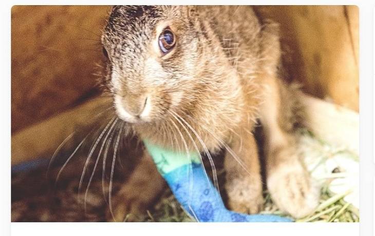 Zając Igor przeżył prawdziwie tortury. Zwierzę służyło dzieciom jako zabawka