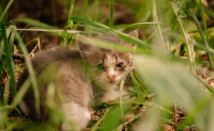 Mały kot zaklinował się w rurze. Spędził tam trzy dni [WIDEO]