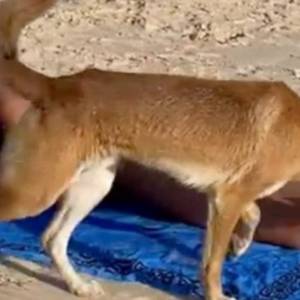 Atak na plażowiczkę! Gdy kobieta odsłoniła ciało, rzuciło się na nią dzikie zwierzę [WIDEO]