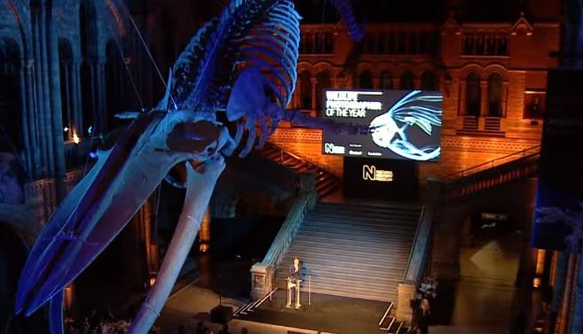 "The Moment" - niezwykły kazdr ze spotkania świstaka i lisa. To najlepsze zdjęcie dzikiej przyrody z 2019 roku!  