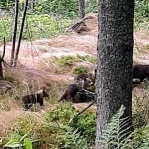 Idziesz sobie spokojnie Doliną Chochołowską, aż nagle obok dostrzegasz... rodzinę niedźwiedzi! [WIDEO]