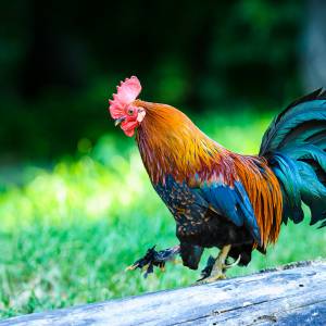 Kogut zakłócał jej spokój. Właściciel zwierzęcia zasugerował zrobienie z niego rosołu