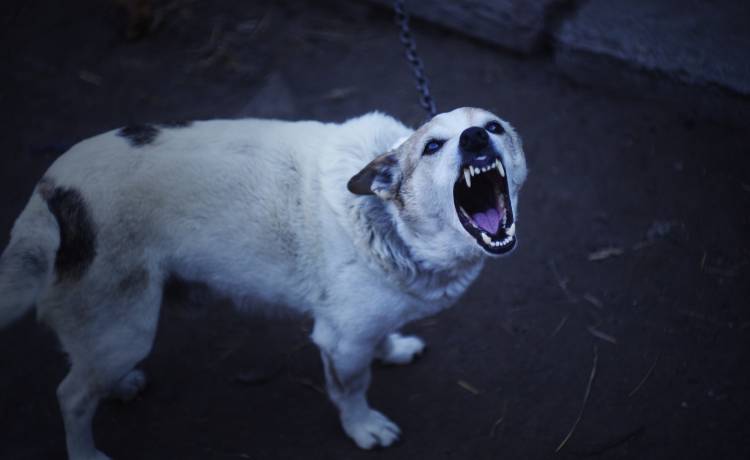 Atak agresywnego psa - co robić? 6 zasad, o których warto pamiętać