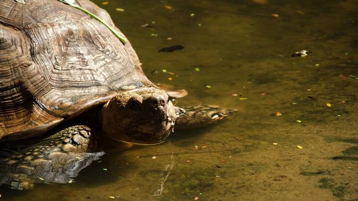 Żółw i rekin najstarszymi zwierzętami na świecie. Mają po kilkaset lat                               