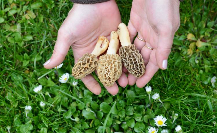 Te grzyby to prawdziwy wiosenny rarytas! Oto, gdzie i kiedy szukać smardzów, fot. Shutterstock