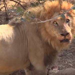 Lew atakuje antylopę kudu na oczach turystów. Prawdziwe życie dzikich zwierząt [WIDEO] 