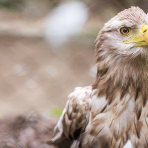Sprawa warta orła. To nie orzeł? Jaki ptak widnieje w naszym godle? 