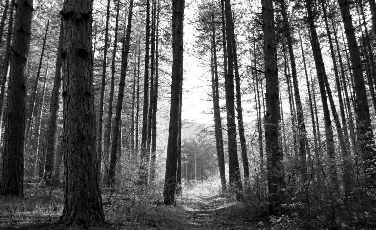 Zgłosiła zaginięcie rodziców, którzy pojechali na grzyby. Policja znalazła ich ciała w lesie