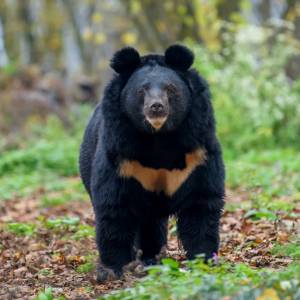 Niedźwiedź ocalony przed wojną. Zwierzę trafiło do nowego domu [WIDEO]