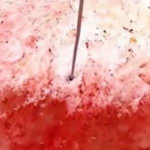 Czerwony śnieg na Antarktyce? Myśleli, że to ślady krwi pingwina [WIDEO]  