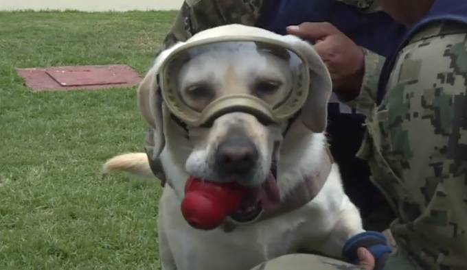 Pies Frida przechodzi na emeryturę. Przez 9 lat służyła w marynarce wojennej                                        