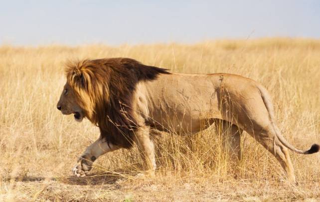 Kilkadziesiąt zgłoszeń o lwie przechadzającym się po ulicach miasta. Okazało się, że to... pies