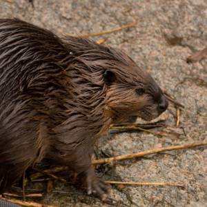 Bóbr w tarapatach! Zwierzak nie zmieścił się w okienku... [FOTO]