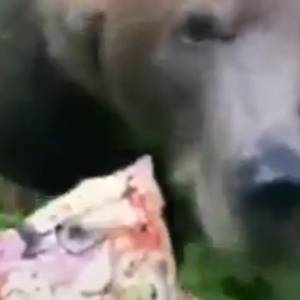 Niedźwiedź gonił mężczyznę, który miał w ręku pizzę. Wszystko się nagrało! [WIDEO]