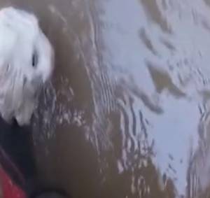 Ten kot niemal utonął w rzece. Wtedy zjawili się ratownicy! [WIDEO]