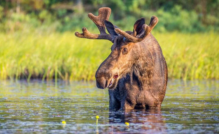 Co robić, gdy spotkamy łosia? Nie boją się niczego?