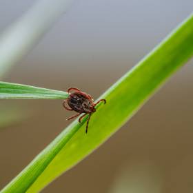 Naukowcy odkryli coś niezwykłego. Kleszcze nie cierpią tego zapachu 