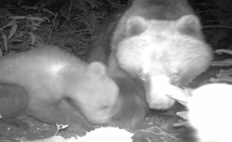 Niedźwiadki podeszły tuż przed kamerę! "Ten filmik złapie Was za serca" [WIDEO]