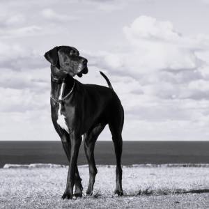 Odszedł najwyższy pies na świecie. Zeus zmagał się z rakiem kości