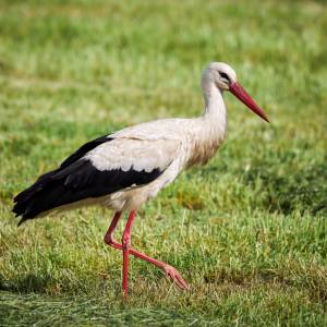 Powinny już lecieć, a zamiast tego tkwią w Afryce. Zaskakujące zachowanie bocianów