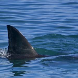 Rekin zaatakował turystę na Hawajach. 65-latek zginął na plaży