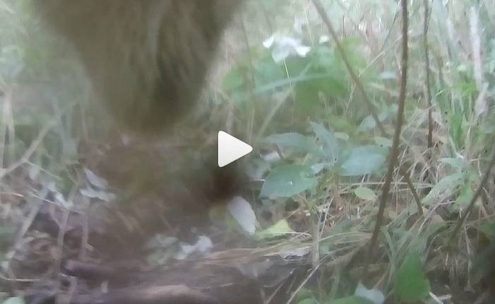 Niedźwiedź "nagrał" film! Materiał trafił do sieci [WIDEO]