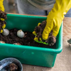 Patent z wytłaczankami po jajkach podbija sieć. Jak ich użyć w ogrodzie? 