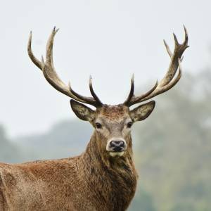 Zdjęcie jelenia robi furorę w sieci! Zwierzę pokazało, co myśli o robieniu zdjęć?! "Genialne"