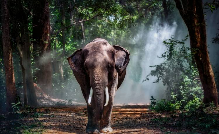 Te zwierzęta są największe na świecie!
