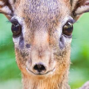 Pamiętacie myszojelenia? Maluch dikdika jest bardziej uroczy! Zwierzę urodziło się we wrocławskim zoo [WIDEO]