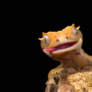 W paczce papryczek znalazł... żywego gekona 