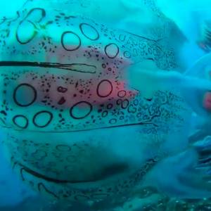 To zwierzę jest niezwykle rzadkie i niemal niespotykane. Udało się je nagrać! [WIDEO]