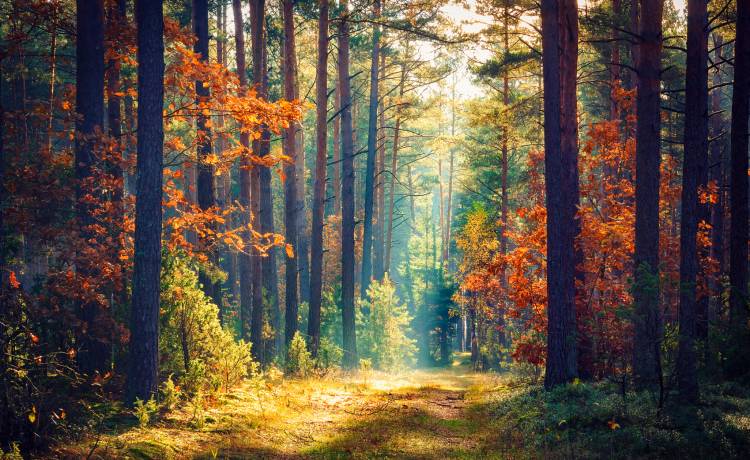 Lekarze na problemy ze zdrowiem polecają wycieczkę do lasu. Dlaczego?