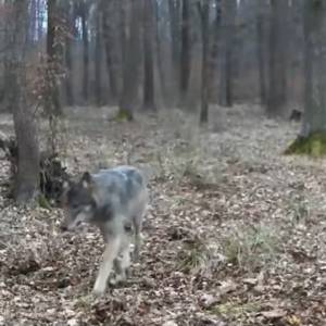 Trzynogi wilk w lesie. Kamera uchwyciła zaskakujący widok! [WIDEO]