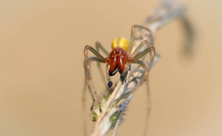 Kolczak zbrojny. Groźny gatunek pająka w Polsce. Dlaczego lepiej na niego uważać?