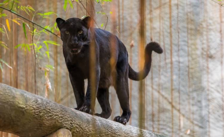 Jaguar zaatakował turystkę w zoo. Weszła na jego wybieg, by zrobić sobie selfie