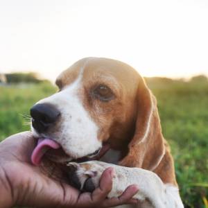 Dlatego pies liże właściciela po ręce. To nie zawsze oznaka czułości