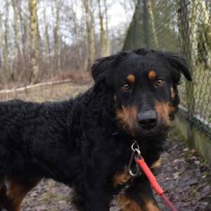 Max czeka na nowy dom. Podarujmy mu szansę na nowe życie!          