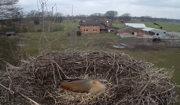 Bociany kontra gęsi egipskie i ich pisklęta. Kamera zarejestrowała dramatyczną walkę o gniazdo [WIDEO]
